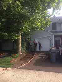 Installing root barrier to prevent damage to driveway from Sycamore tree.